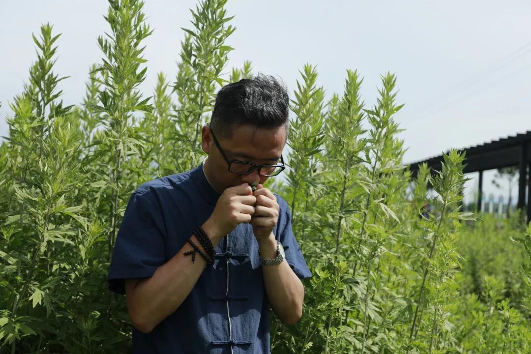 艾草怎么辨別真假，假蘄艾盛行，妙招教你輕松避雷！